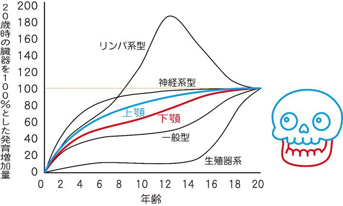 スキャモンの発育曲線
