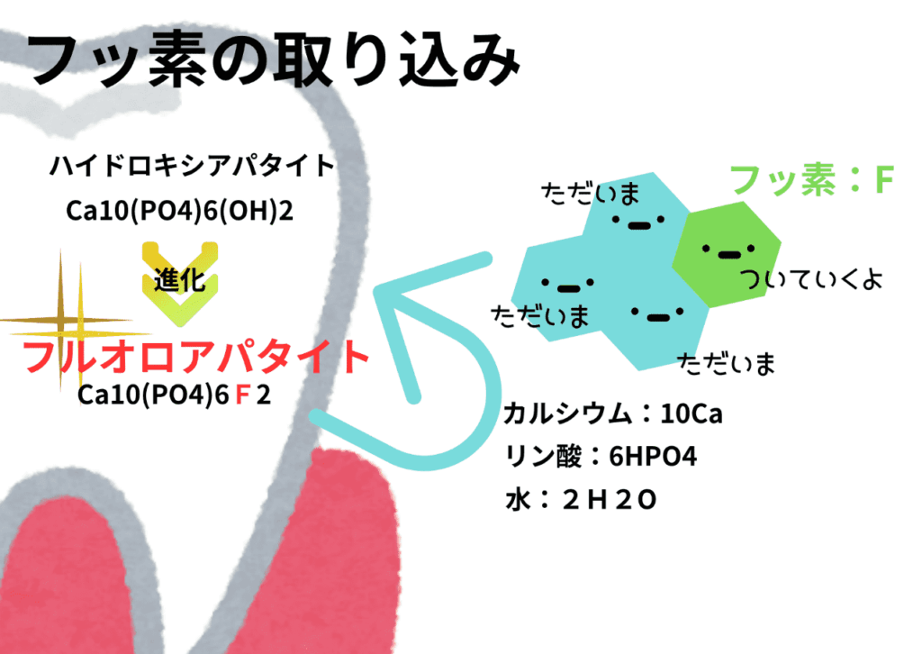 フッ素を取り込むイメージ